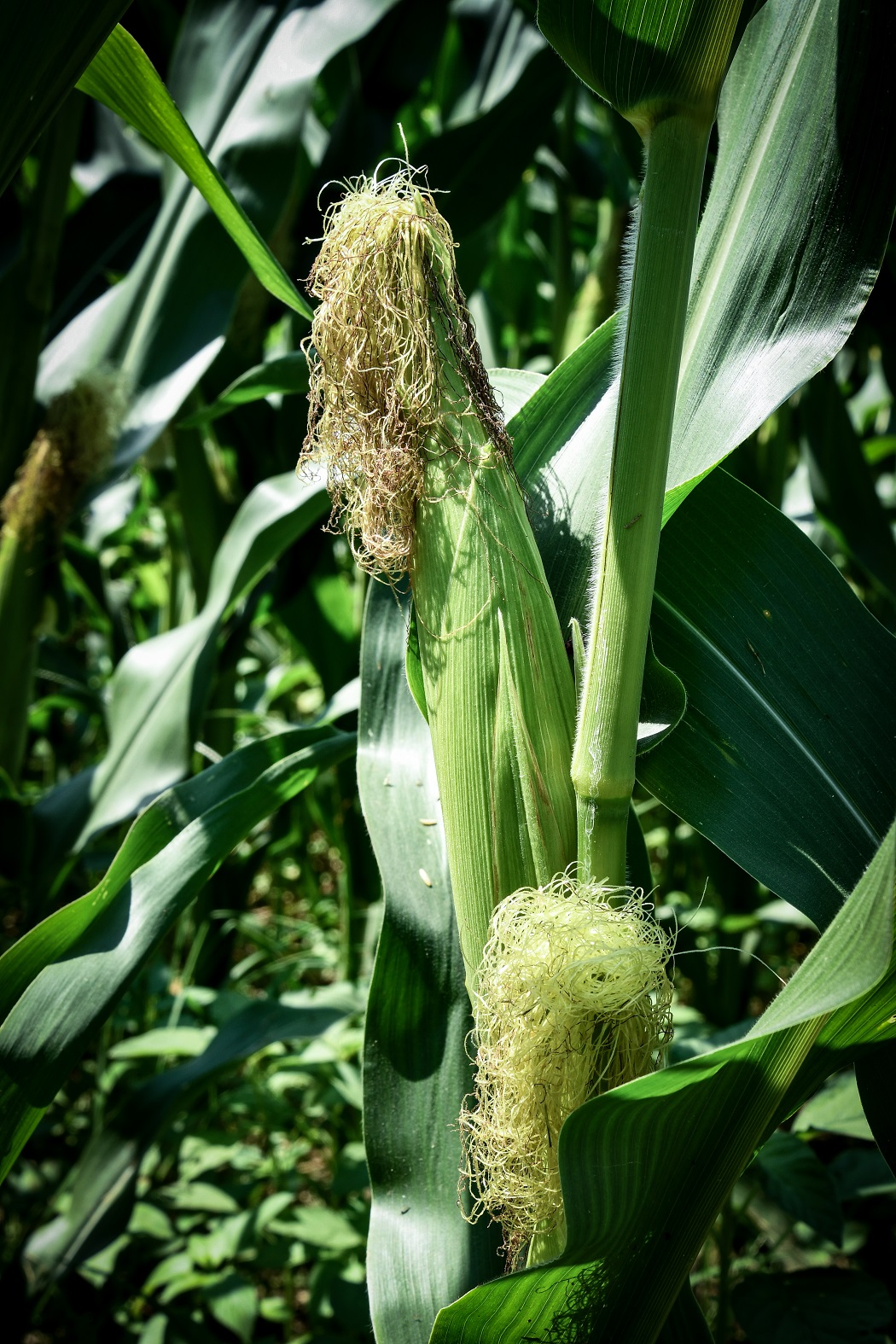 Corn_Closeup2_1575